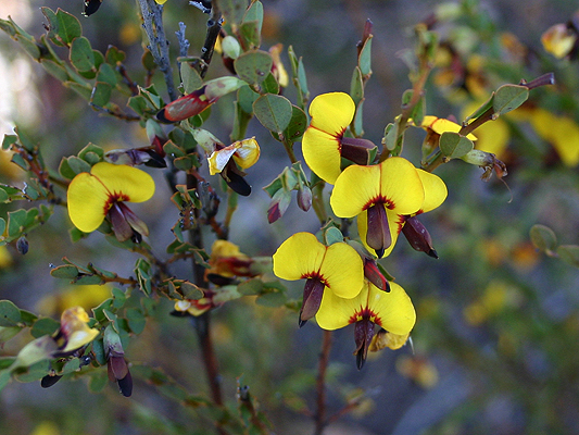 Bossiaea rhombifolia subsp. rhombifolia