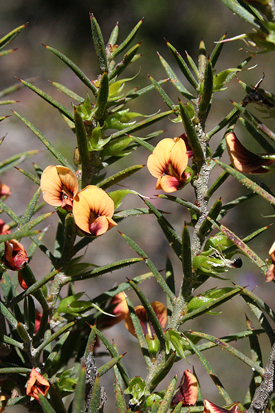 Daviesia acicularis