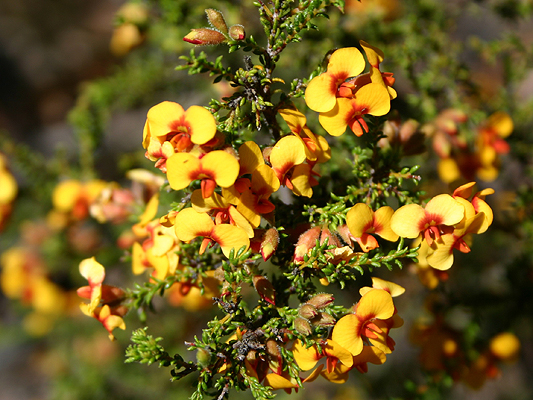 Showy Parrot-pea