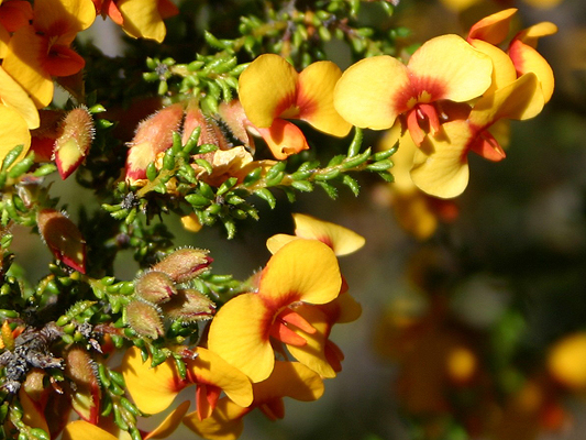 Showy Parrot-pea