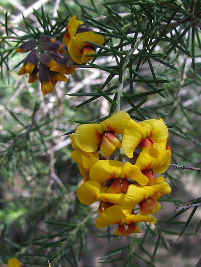 Prickly Parrot-pea