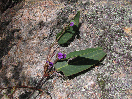Small, vine; False Sarsaparilla Vine, Purple coral pea, Waraburra; Fabaceae; <i>Hardenbergia violacea</i>; Purple flower; Spring