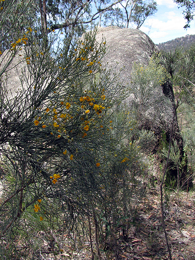 Broom, Dogwood, Winged Broom-pea