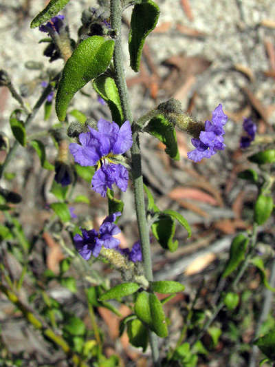 Small; Mountain Dampiera; Goodeniaceae; <i>Dampiera purpurea</i>; Blue to Purple flower; Spring and Summer