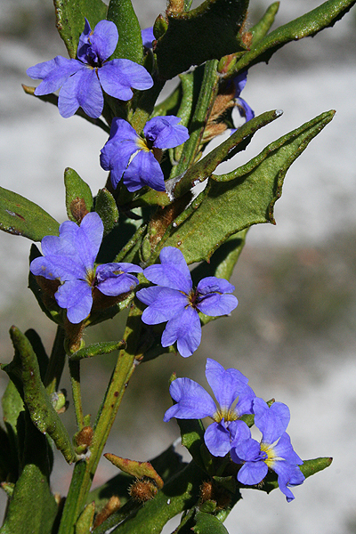 Blue Dampiera