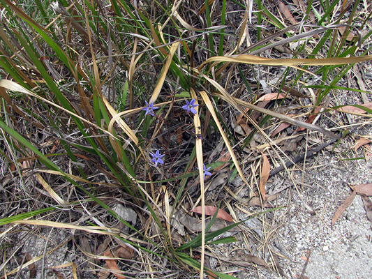 Small; Blueberry Lily; Blue Flax-Lily; Phormiaceae; <i>Dianella longifolia</i>; Blue flower; Spring to Summer