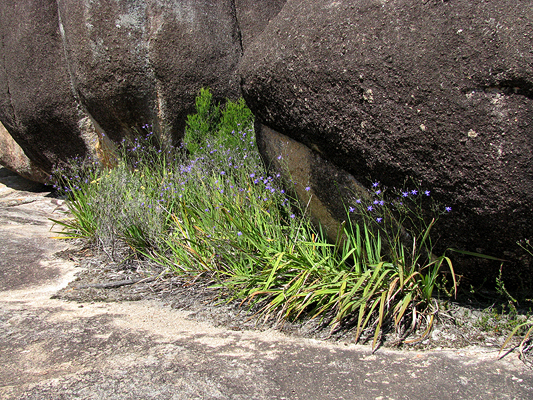 Small; Phormiaceae; Thelionema grande; Blue or rarely White flower; Spring