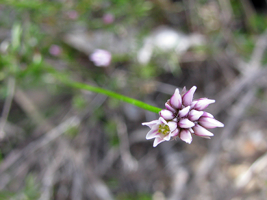 Small; Compact Wire-lily; Anthericaceae; <i>Laxmannia compacta</i>; White to Pink flower; Late Winter to Spring