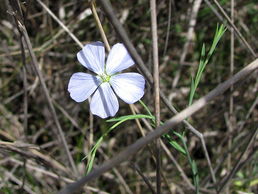 Native Flax, Wild Flax