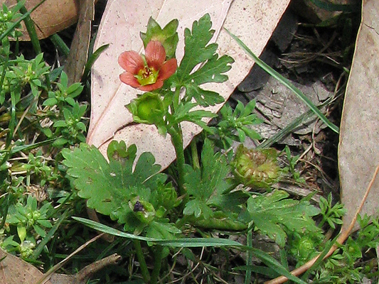 Red-flowered Mallow