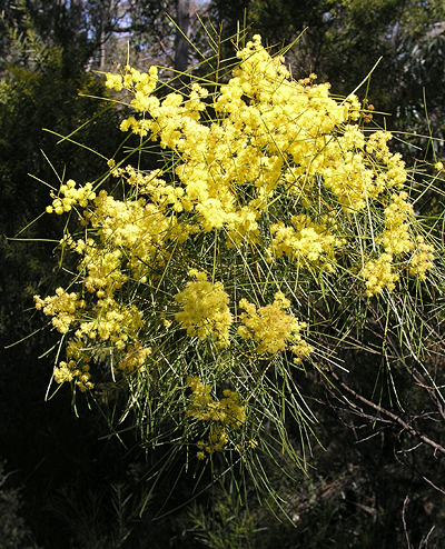 Wallangarra Wattle