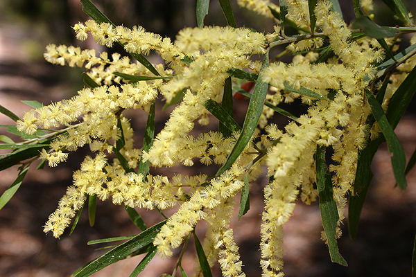 White Sally Wattle