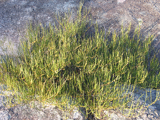 Granite Wattle