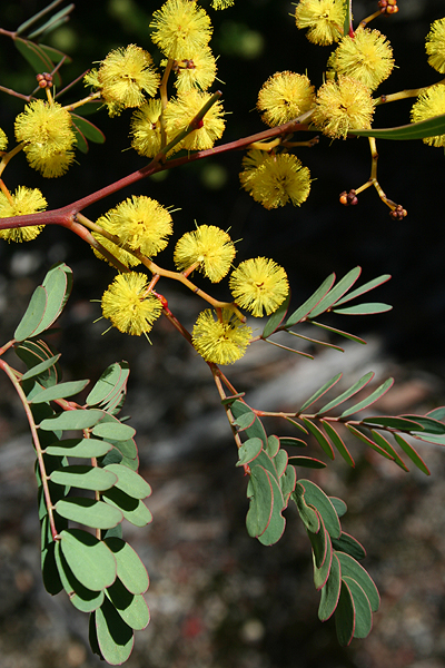 Acacia latisepala