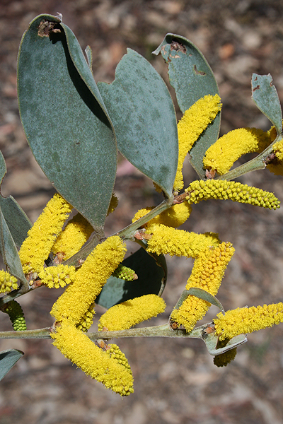 Wyberba Wattle