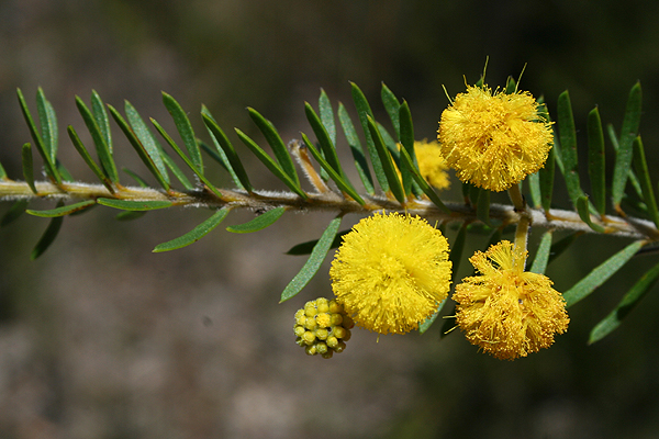 Rupp's Wattle