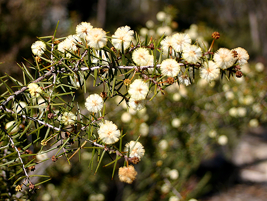 Prickly Moses