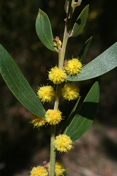 Veiny Wattle