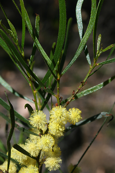 Sticky Wattle