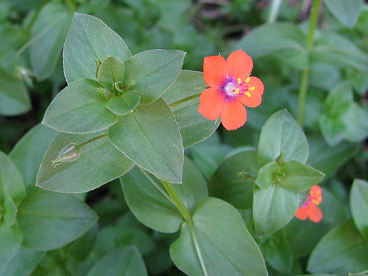 Scarlet Pimpernel