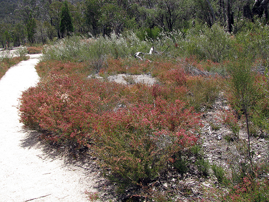 Common Fringe-myrtle, Fringe Myrtle, Heath Myrtle