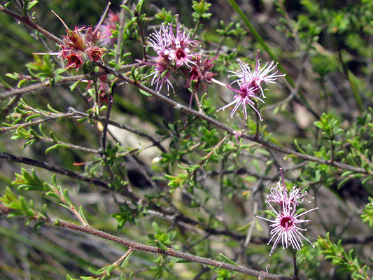 Shrub; Pink Kunzea; Myrtaceae; <i>Kunzea obovata</i>; Purple to Pink flowers; Spring