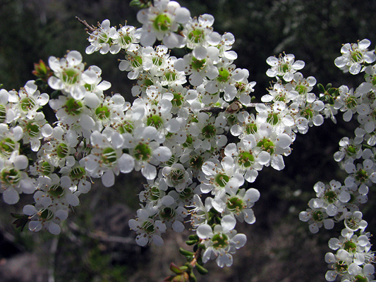 Shrub; New England Tea-tree; Myrtaceae; <i>Leptospermum novae-angliae</i>; White flowers; Spring