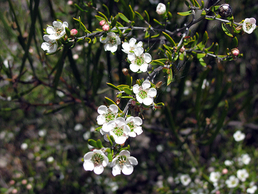 Common Tea-tree, Tantoon, Wild May