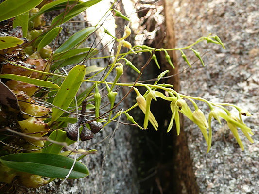 Pineapple Orchid