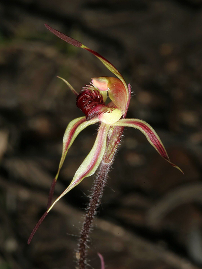 Black-clubbed Spider Orchid