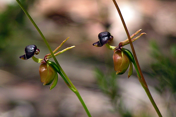 Duck Orchid