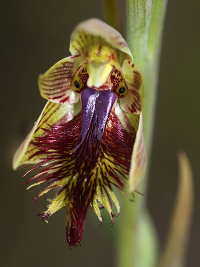Copper Beard Orchid