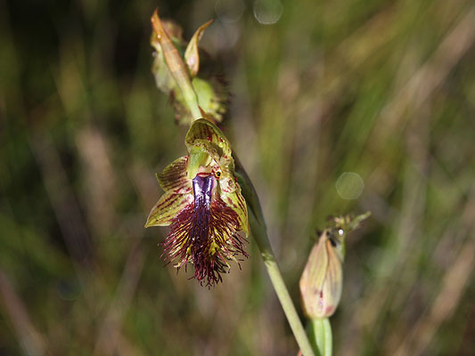 Copper Beard Orchid