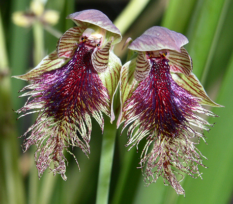 Purplish Beard Orchid