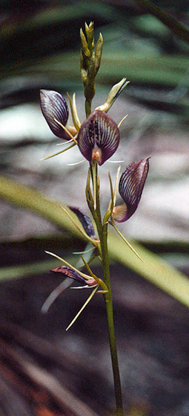 Bonnet Orchid