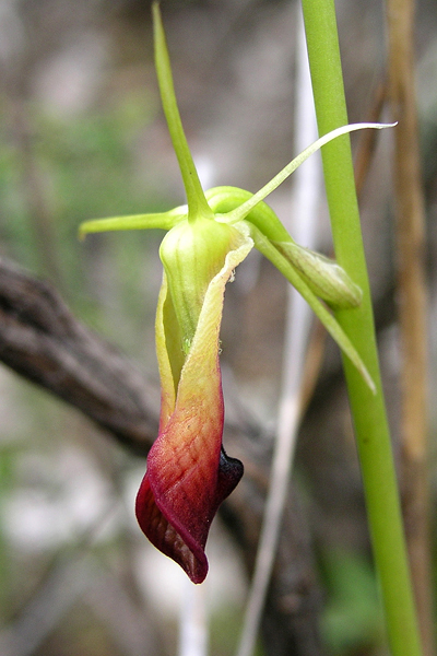 Large Tongue Orchid