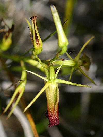 Large Tongue Orchid