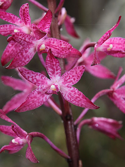 Blotched Hyacinth Orchid
