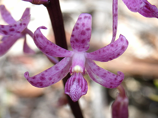 Pink Hyacinth Orchid