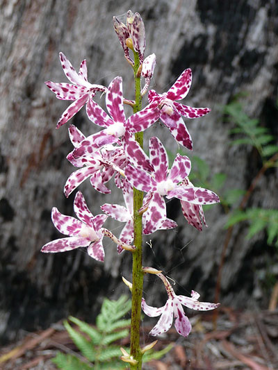 Slender Hyacinth Orchid