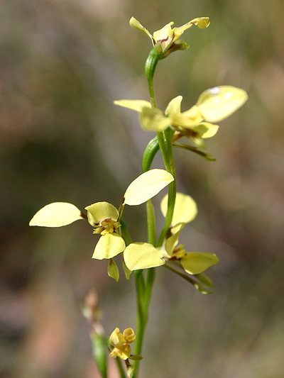 Lemon Doubletail