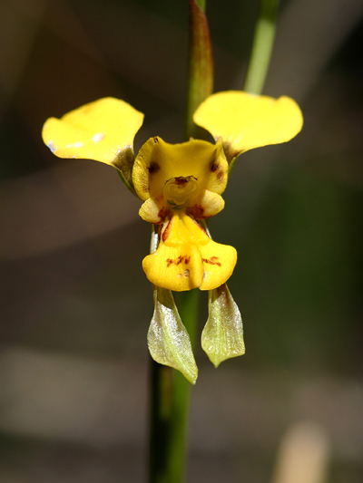 Granite Donkey Orchid