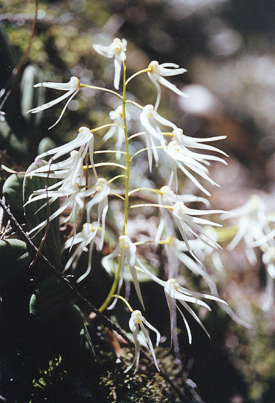 Tongue Orchid