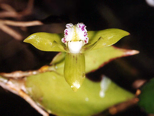 Dagger Orchid