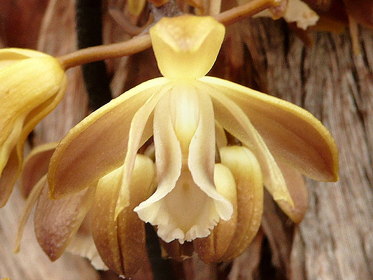 Leafless Climbing Orchid