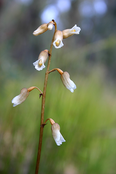 Cinnamon Bells