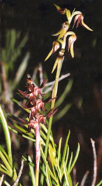 Variable Midge Orchid