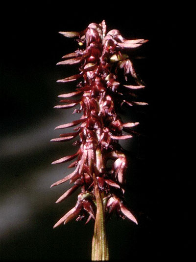 Red Midge Orchid