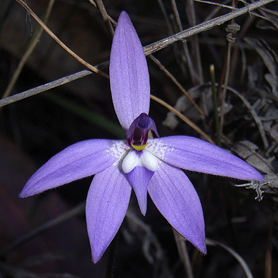 Wax Lip Orchid