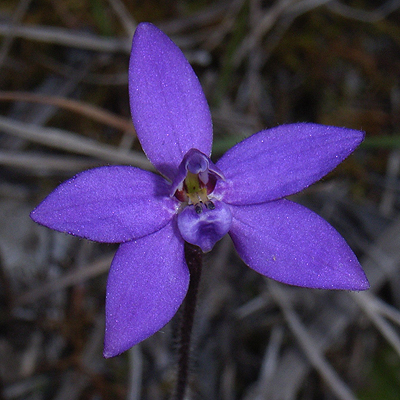 Small Wax Lip Orchid